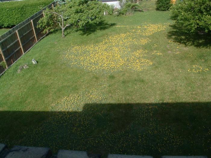 [Thumbnail for photos of yellow hawkweed may 2009 006.jpg]